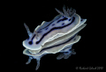 Chromodoris williani-Lembeh 